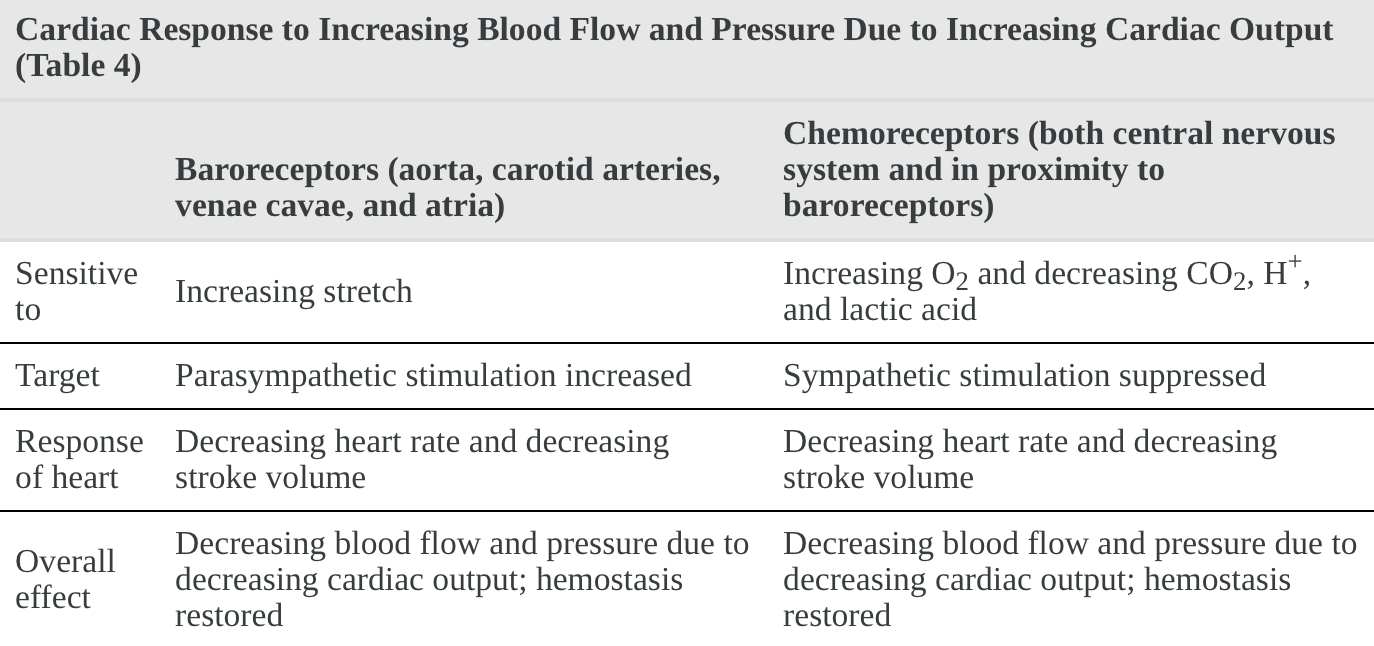 Chart contrasting the response of baroreceptors and chemoreceptors to increased blood flow due to increased cardiac output. The baroreceptors are sensitive to the increase in the stretch, which initiates the parasympathetic nervous system response. This parasympathetic innervation decreases heart rate and stroke volume to cause the overall effect of reducing blood flow and cardiac output. The chemoreceptors are sensitive to increased oxygen and reduced carbon dioxide, hydrogen ions, and lactic acid resulting from the increased cardiac output. These sensors signal for the suppression of the sympathetic nervous system, which decreases heart rate and stroke volume, therefore, decreasing blood volume and cardiac output.