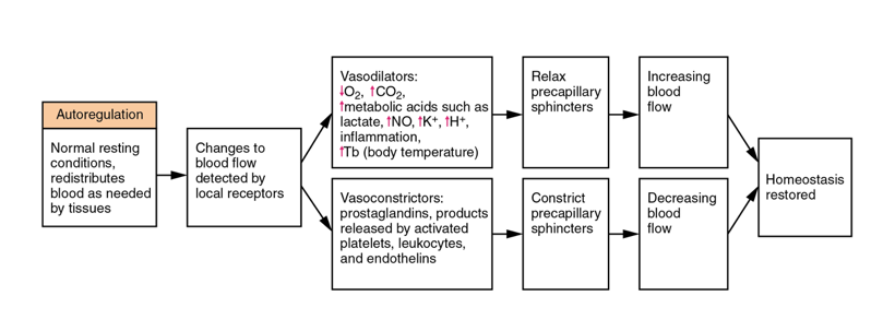 Radius control flow chart that describes the response to increased or decreased blood flow to restore homeostasis. In normal conditions, this regulation is tightly controlled by autoregulation. However, when blood flow increases, the vasoconstrictors constrict the precapillary sphincters that decrease blood flow and restore homeostasis. In opposition, a decrease in blood flow causes the vasodilators to relax the precapillary sphincters and increase blood flow to homeostatic conditions.