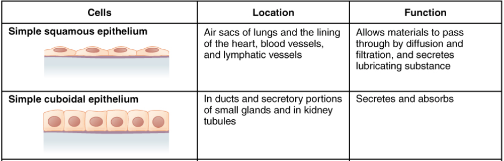 Table describing the location and the function of the simple squamous epithelium and the simple cuboidal epithelium