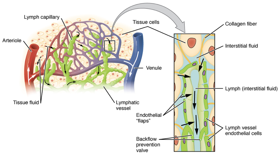 A schematic that provides a labeled diagram of the lymphatic system capillaries as they relate to the cardiovascular system, in addition to providing an in-depth cross-section of the structural components associated with a lymph capillary.