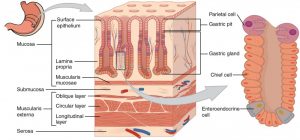Histological diagram of the stomach on three different scales. Displays the layers of the tissue, the gastric pits and the gastric glands, and the cell types that occupy the gastric glands. The cell types discussed are parietal cells, chief cells and enteroendocrince cells.