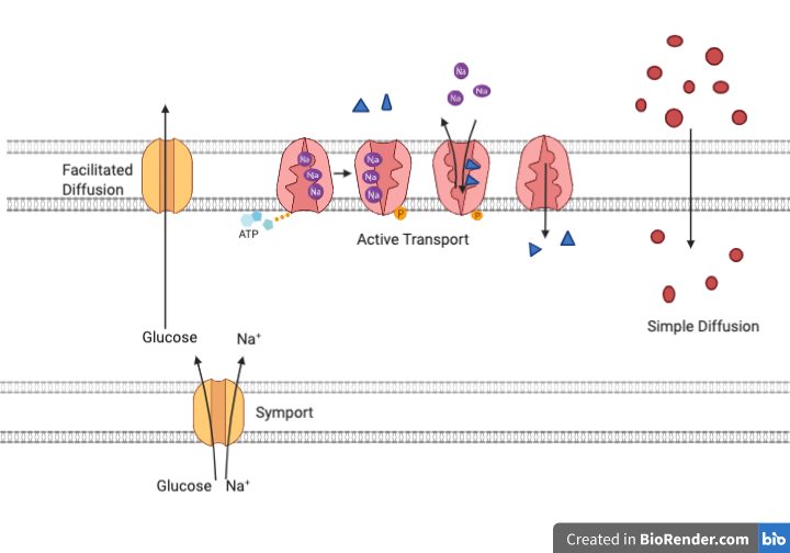 Schematic depicting ion transport across a phospholipid bilayer.