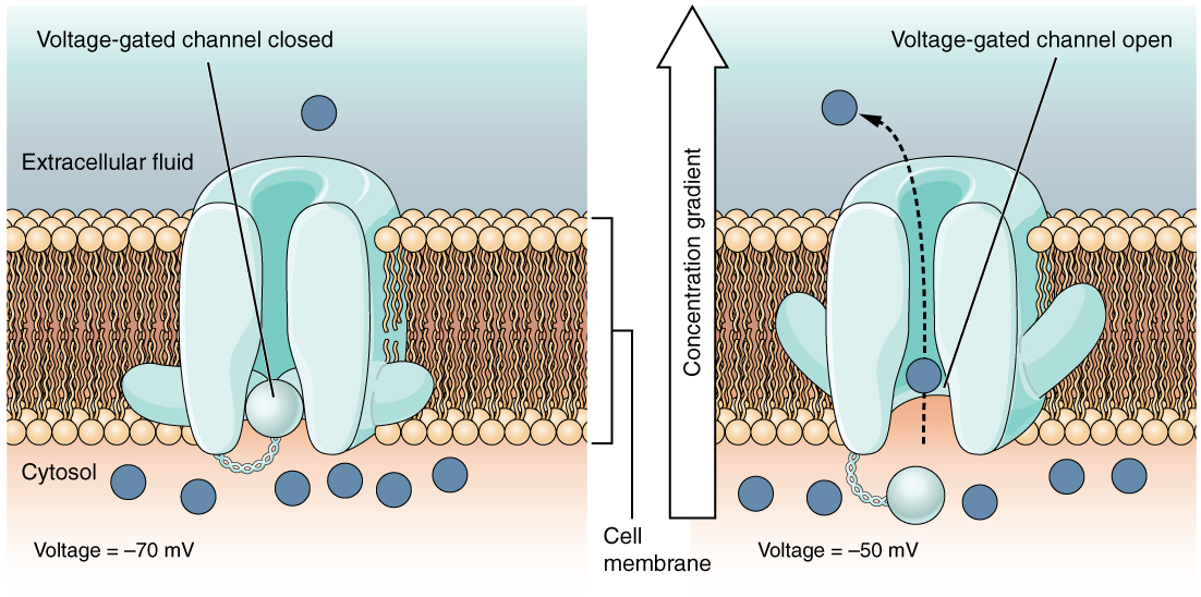 Illustration of a Voltage-Gated Channel protein. Shows the channel closed while the voltage of the cell membrane is -70mV and then when the voltage increases to -50mV, the channel opens and particles will flow through the channel down their concentration gradient.