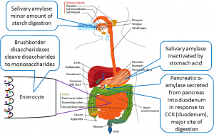 A diagram depicting the gastrointestinal tract, its organ, and all of the sites carbohydrate digestion occurs. Textual description of the mechanisms of carbohydrate digestion at these locations.