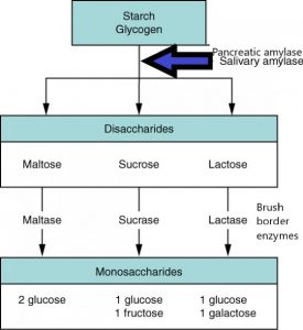 Flow chart illustrating the various enzymes involved in carbohydrate digestion, and which carbohydrate classes they digest.