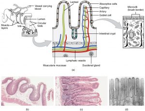 Diagram of the small intestinal lining, describing the anatomy of the intestinal wall, the villi and the microvilli. Also feautres below, micrographs of real circular folds, villi and microvilli respectively.