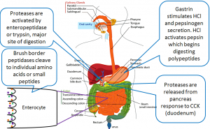 A diagram depicting the gastrointestinal tract, its organ, and all of the sites protein digestion occurs. Textual description of the mechanisms of protein digestion at these locations.