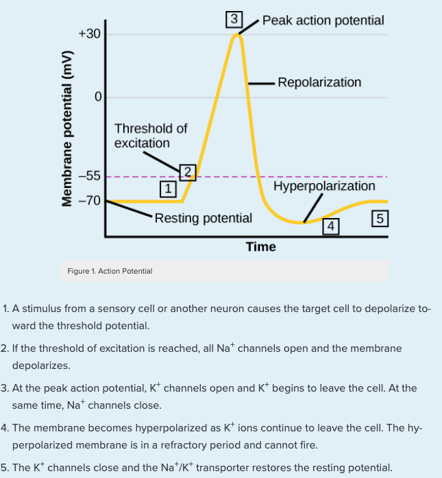This image shows a graphical depiction of an action potential. Membrane potential (in millivolts) is on the Y axis, and time (in milliseconds) is on the X axis. An action potential goes through three distinct changes in membrane potential: depolarization, repolarization, and hyperpolarization.