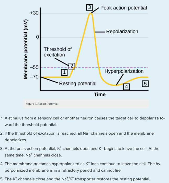 action potential diagram labeled