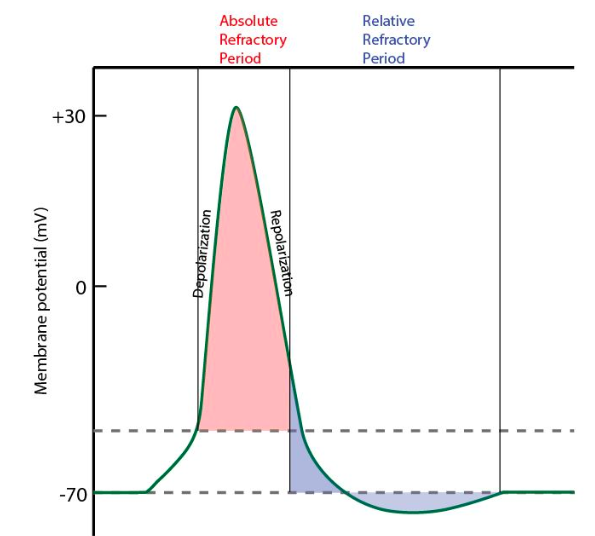 This image shows the absolute refractory period and relative refractory period on a graph of an action potential.