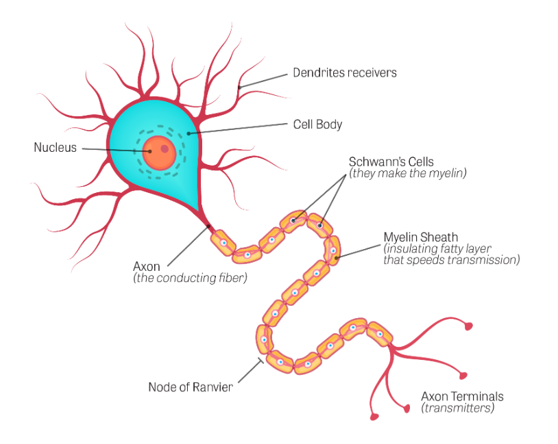 This image labels the various components of a neutron. The cell body, containing the nucleus, is surrounded by dendrites with protruding dendrite receivers. An axon extends from the cell body surrounded by Schwann cells making up the myelin sheath. Axon terminals extend off the end of the axon.