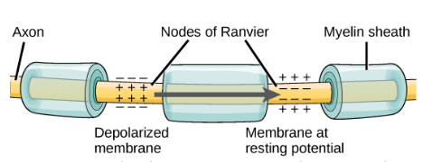 This image shows the myelin sheath covering the length of an axon, and the gaps between called the Nodes of Ranvier.