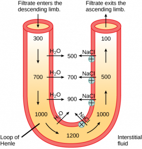 Schematic of the filtrate moving through the loop of Henle.
