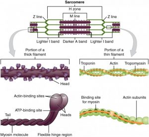 A sarcomere is shown, with zoomed-in images of thin and thick filaments. There is a further zoomed in image of a myosin filament with heads containing actin-binding sites. A zoomed in actin filament shows the binding site for the myosin.