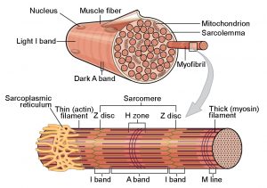A muscle fiber is shown, with a zoomed-in view of a myofibril. Within the myofibril, a sarcomere is shown containing both thin and thick filaments.