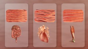This image shows the three types of muscle: smooth, cardiac and skeletal. An example of each type of muscle is also shown. Smooth muscle is found in the gastrointestinal tract, cardiac muscle is found in the heart, and skeletal muscle is found in the gastrocnemius (calf) muscle.