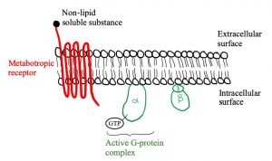 Metabotropic receptor weaving through the membrane 7 times with G-protein activated by GTP bound to the alpha subunit of the G-protein complex on the intracellular surface
