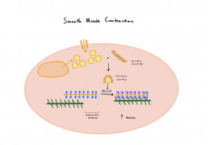 The following image shows the mechanisms of smooth muscle contraction, beginning with increased cytoplasmic calcium levels. Calcium activates calmodulin which binds to MLCK and this complex activates myosin.