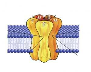Ionotropic receptor with 5 subunits spanning the membrane of a cell. In between the subunits you can see a pore that crosses from one side of the membrane to the other where the ions will pass through.