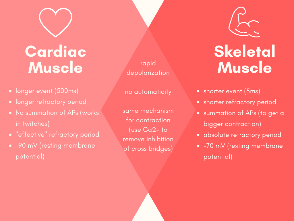 Venn diagram presenting the differences and similarities of the action potentials of cardiac muscle and skeletal muscle. Characteristics unique to cardiac muscle include; a longer event, longer refractory periods, no summation of action potentials, presence of an effective refractory period, a resting membrane potential of negative ninety millivolts. Characteristics unique to skeletal muscle action potentials include; a shorter event, shorter refractory periods, ability to summate action potentials, presence of an absolute refractory period, and resting membrane potential of negative seventy millivolts. Characteristics shared by the action potentials of both muscle cells include; rapid depolarization, no automaticity, and same contraction mechanisms.