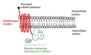 Metabotropic receptor interacting with G-protein that is inactive and bound to GDP