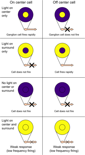 Simplified diagrams of off and on center ganglion cell receptive fields, showing what the firing rate of ganglion cells would be when light hits the center only, the surround only, neither the center or surround, or both the center and the surround of the receptive field.
