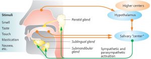 How the brain communicates with salivary glands to produce saliva to begin the digestion of food