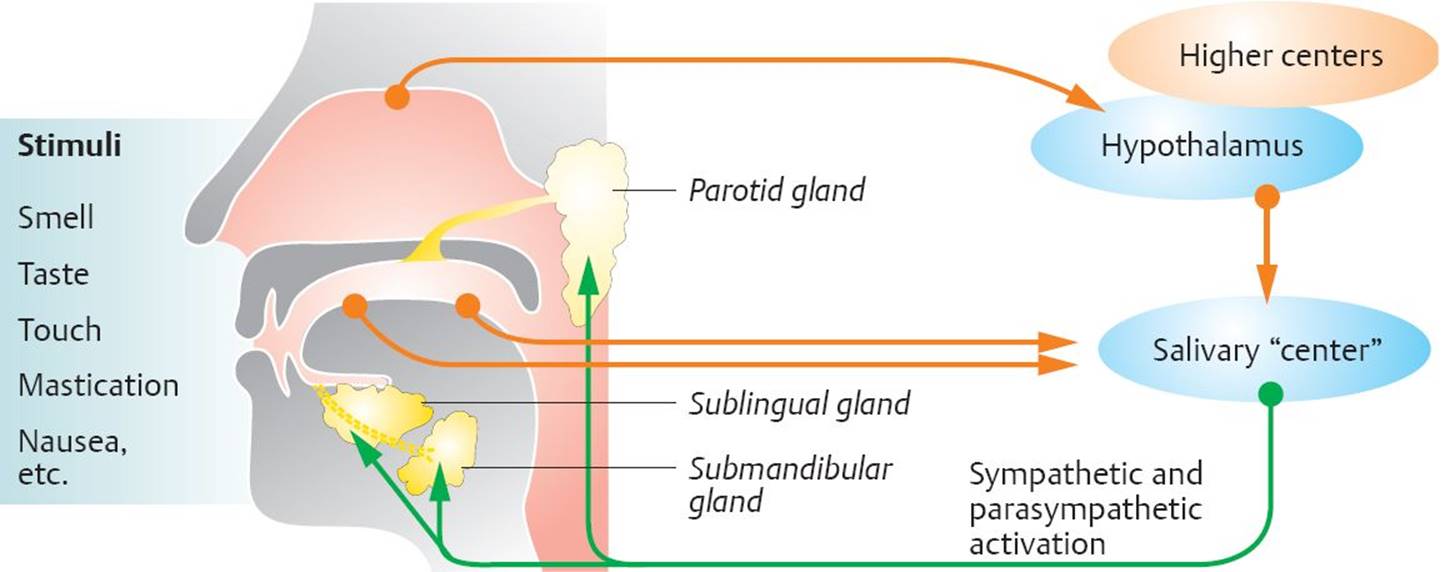 secretions-human-physiology