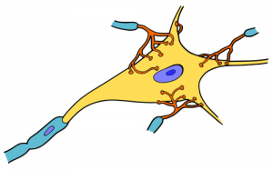 Cell body with multiple dendrites synapsing onto its dendrites