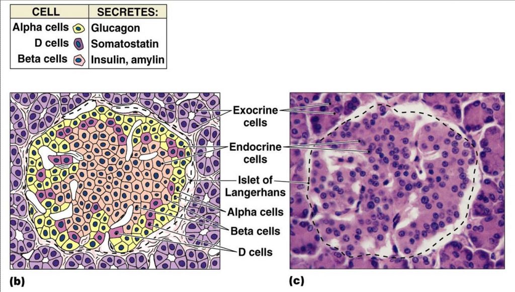 Distribution of cells within the Islet of Langerhans shown in a schematic and histological diagram.