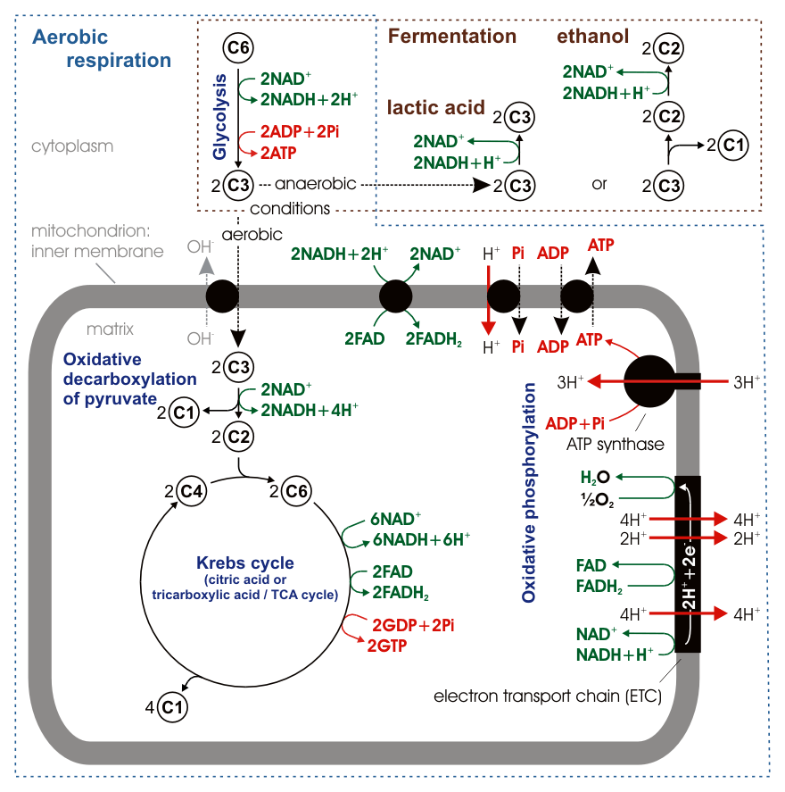 Diagram depicting the steps of aerobic respiration.
