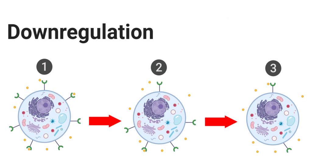 This is a diagram displays the downregulation of a hormone's plasma membrane receptors.