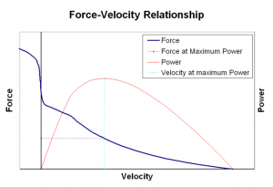 A graph showing the relationship between force/power and velocity is shown. As velocity increases, force and power of the muscle contraction decreases.