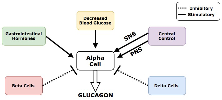 Diagram showing the multiple inputs on alpha cells that control glucagon secretion.