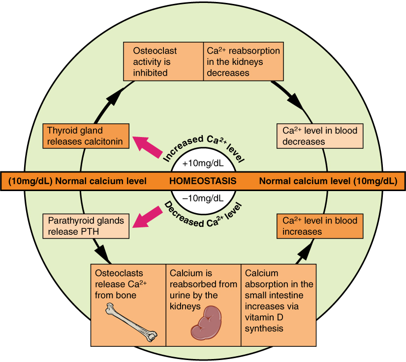This diagram displays the two pathways that can be activated to control calcium homeostasis.