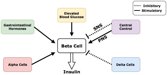 Diagram showing the various input signals on beta cells for regulation of insulin release.