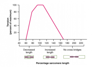 A graph is shown with percentage sarcomere length on the x-axis and percentage of maximum tension on the y-axis. The line graph shows that muscle tension cannot be created at a highly decreased muscle length; optimal tension is created at a slightly increased muscle length; and no tension can be created with a highly stretched muscle.