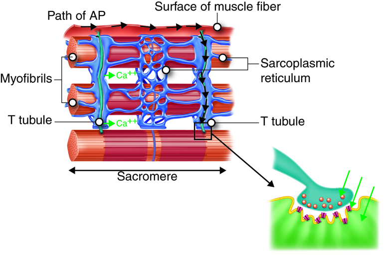 Diagram of a skeletal muscle fiber showing the path of an action potential down a T tubule to a sarcomere.