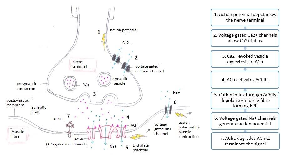 Digital drawing of a synapse, showing the release of neurotransmitters from a pre-synaptic neuron onto a muscle fibre. The seven steps of an action potential are listed on the right side of the image.