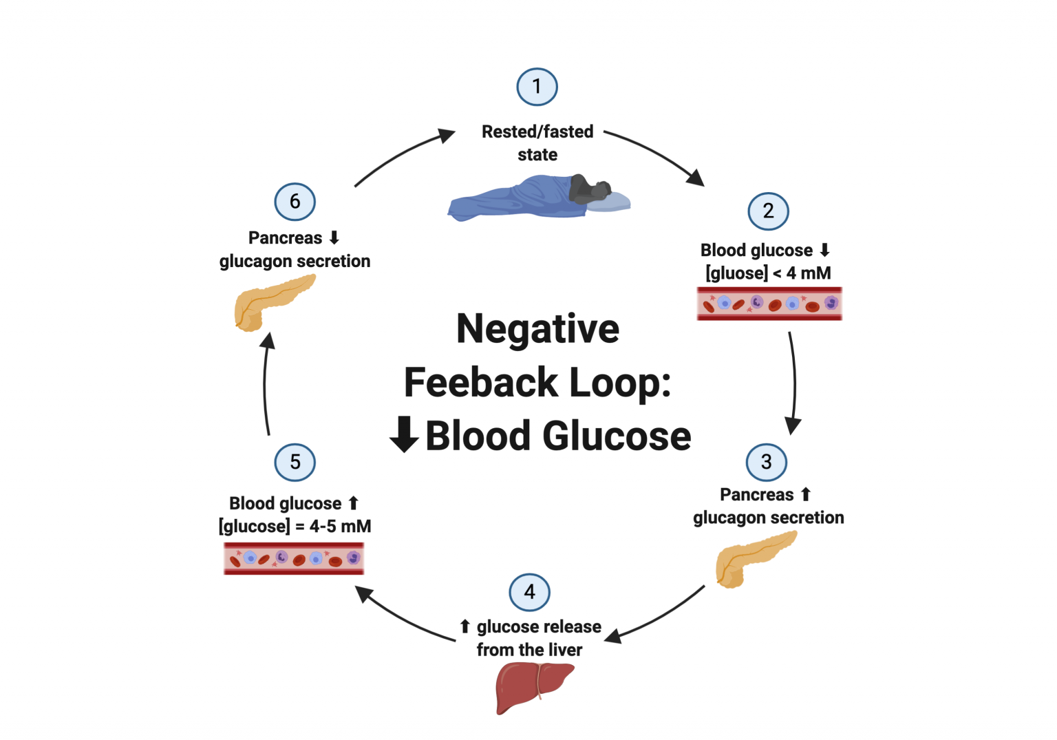 blood-glucose-feedback-loop-diagram-glucose-negative-regulat