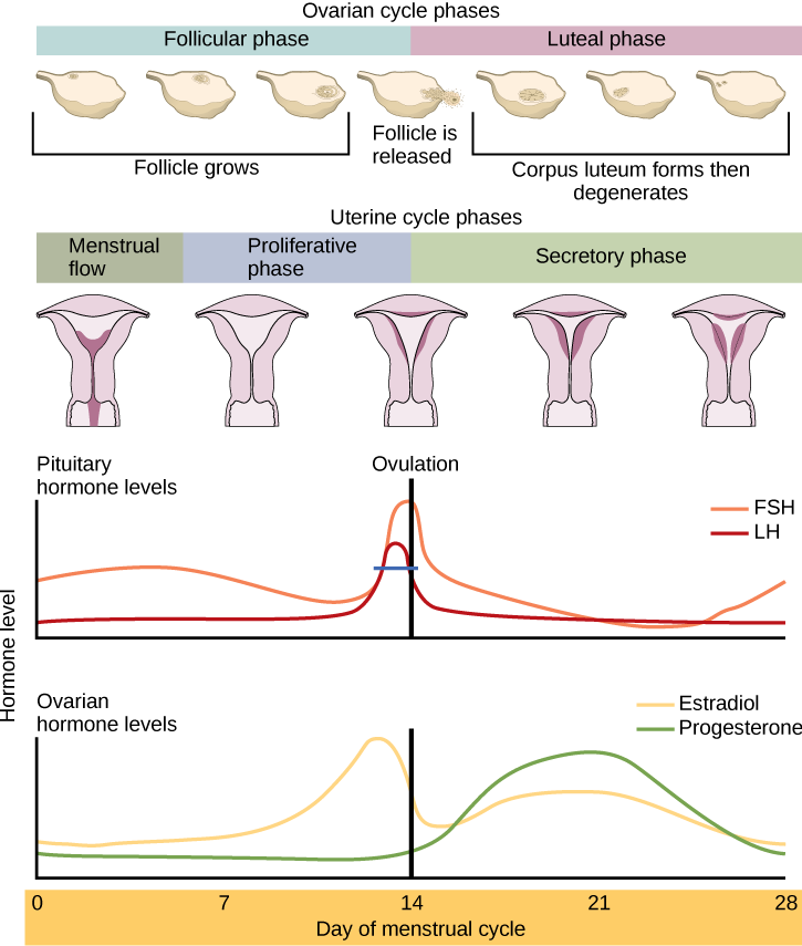 This graph displays the cyclic secretion of FSH, LH, estradiol and progesterone during the 28 days of the female menstrual cycle.