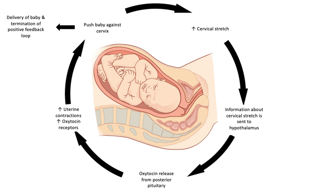 Hypothalamus and Pituitary – Human Physiology