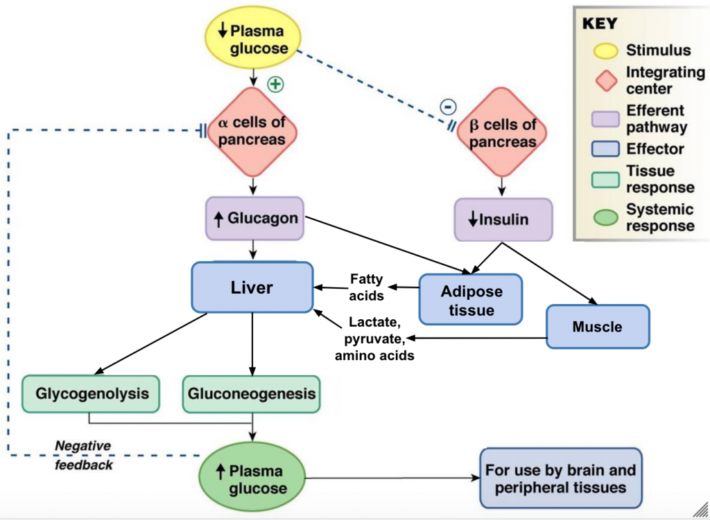 Flow chart showing the effects of decreased blood glucose on the alpha and beta cells of the pancreas. Low blood glucose stimulates the alpha cells of the pancreas to release glucagon. Low blood glucose inhibits the beta cells from releasing insulin. Glucagon acts on the muscle and adipose tissue causing release of lactate, pyruvate, amino acids and fatty acids. Glucagon acts on the liver to cause glycogenolysis, gluconeogensis and in prolonged states of hypoglycaemia causes production of ketone bodies. Overall this increases blood glucose levels. Raising blood glucose acts as a negative feedback, inhibiting release of glucagon form the alpha cells once blood glucose concentrations are within an optimal range.