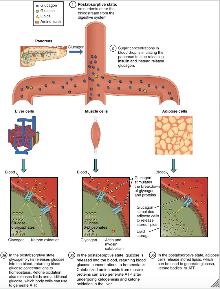 This image shows how the pancreas releases glucagon, which then acts on the liver muscle and adipose cells to increase blood glucose concentrations during the post absorptive state.