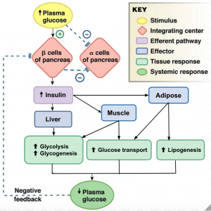 Glucose Regulation – Human Physiology