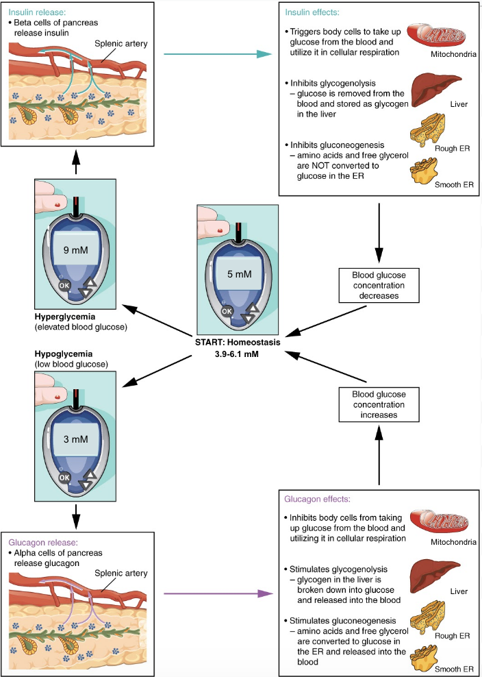 Blood glucose concentration is tightly maintained between 3.9 and 6.1 mM. If blood glucose concentration rises above this range, insulin is released, which stimulates body cells to remove glucose from the blood. In the mitochondria, glucose is used for cellular respiration. In the liver, glucose is stored as glycogen and glycogenolysis is inhibited. Gluconeogenesis is also inhibited. If blood glucose concentration drops below the normal range, glucagon is released, which stimulates body cells to release glucose into the blood. Glucagon inhibits cells from taking up glucose and using it for cellular respiration. In the liver, glycogen is broken down into glucose and released into the blood. Glucagon also stimulates gluconeogenesis.