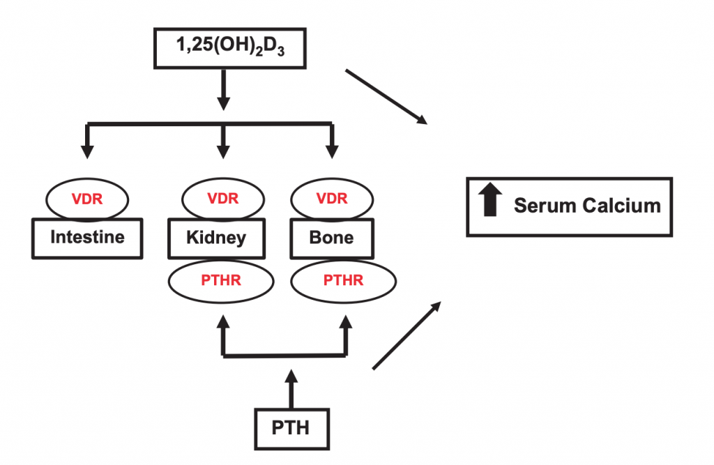 This diagram displays the effect of PTH and vitamin D to restore calcium levels when serum calcium levels are low.
