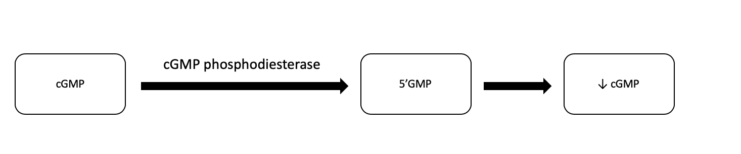 Flow chart depicting how cGMP phosphodiesterase stops an erection.