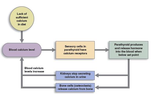 This flow chart displays the role of parathyroid hormone in controlling blood calcium levels.