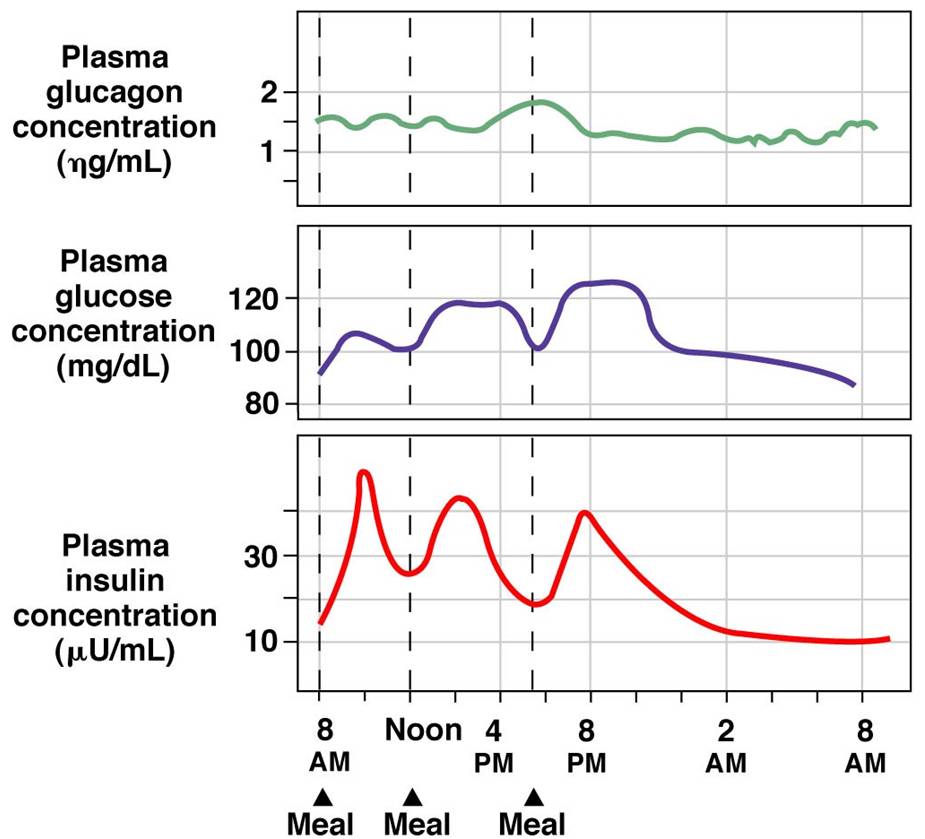 Series of 3 graphs showing levels of plasma glucose, glucagon and insulin concentrations over a 24 hours period. After a meal plasma glucose concentrations increase. In response plasma insulin concentrations increase, causing a decreased in plasma glucose. As plasma glucose concentrations return to homeostatic levels plasma insulin concentrations decrease.In between meals when plasma glucose levels are low glucagon concentrations will increase.